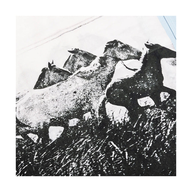 STONE HORSE BUTTON DOWN POWDER